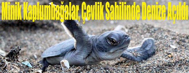 deniz kaplumbağası1