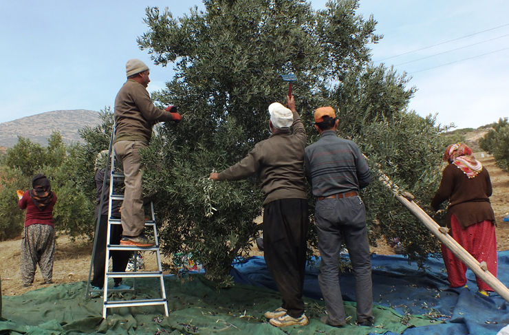 belen-zeytin-hasadi1