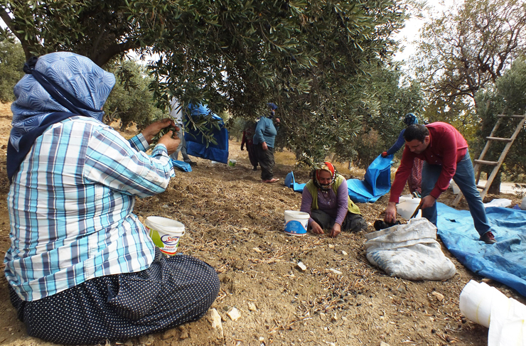 belen-zeytin-hasadi2